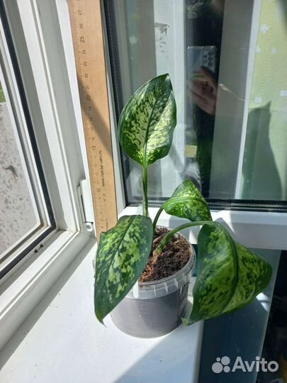 Дифинбахия