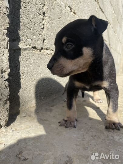 Собака питбуль