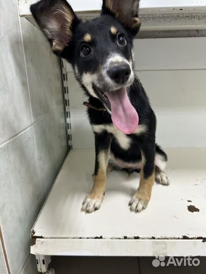 Щенок девочка в добрые руки