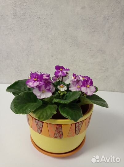 Цветущие фиалки