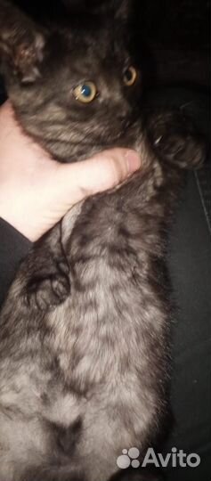 Британские котята