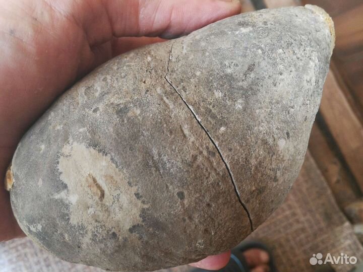 Яйцо окаменелое