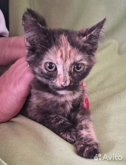 Мася в добрые руки