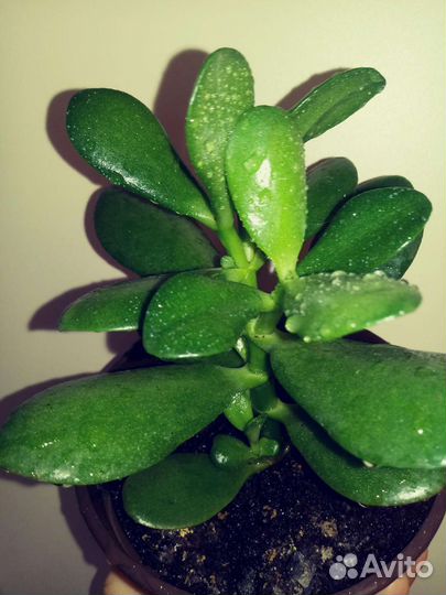 Толстянка,денежное дерево