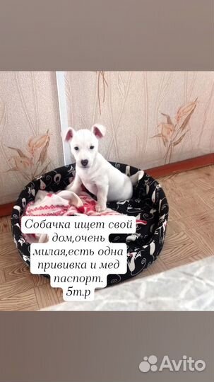 Джек Рассел терьер