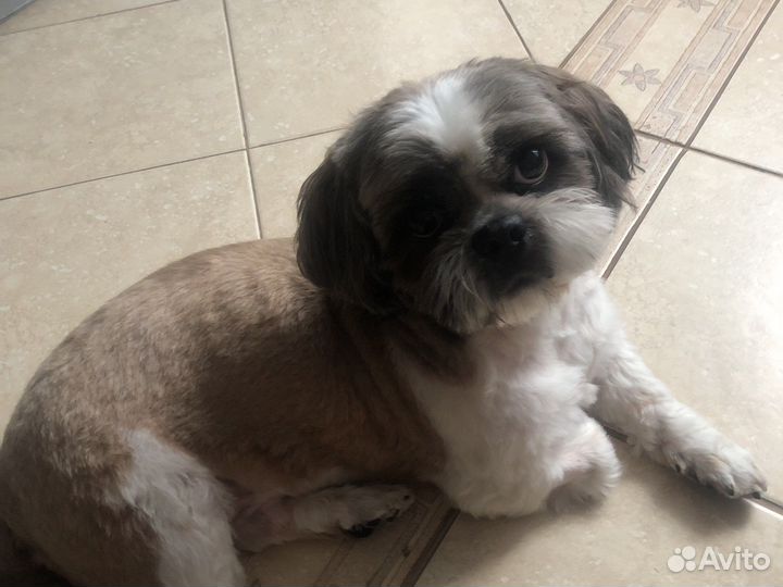 Ши-тцу вязка