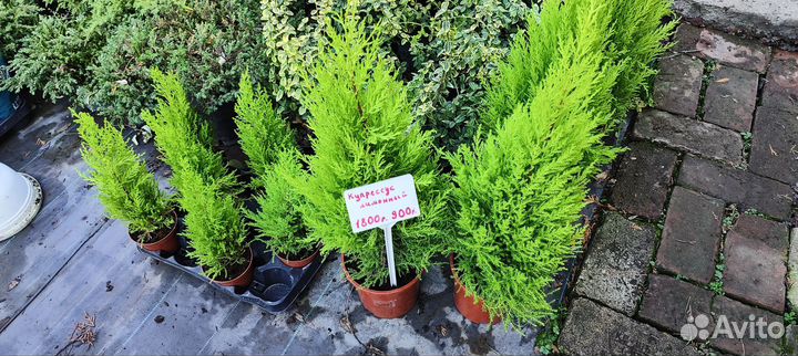 Туи,можжевельник, лаванда,гвоздика,бересклет