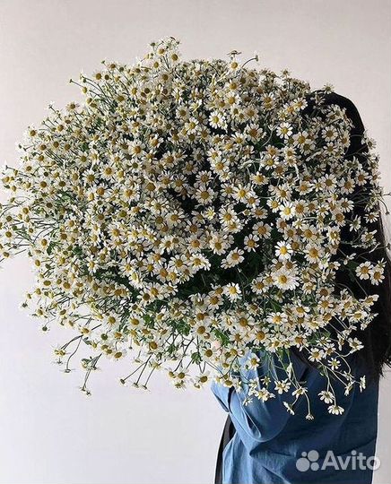 Ромашки букет