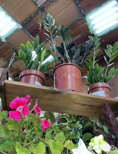 Горшечные цветы