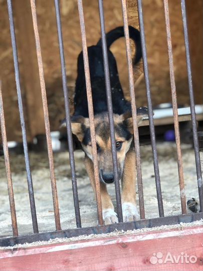 Щенки в добрые руки