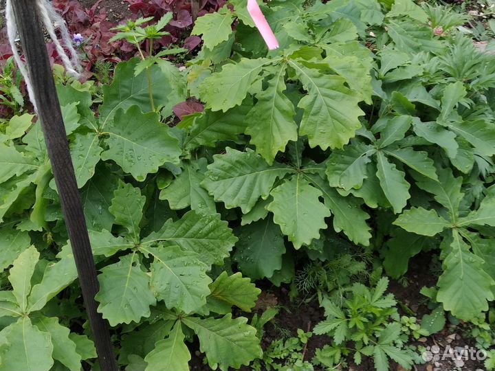 Саженцы дуба