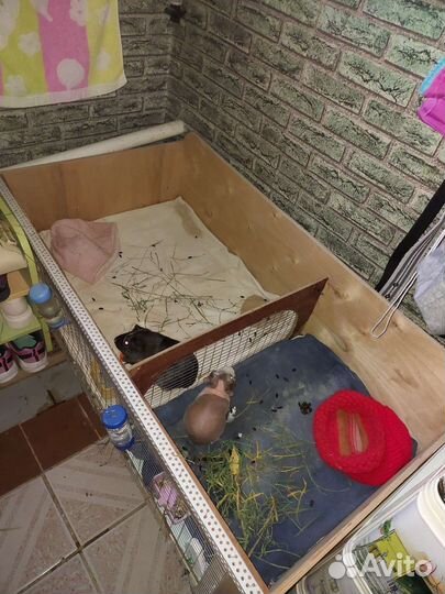 Вольер для морской свинки