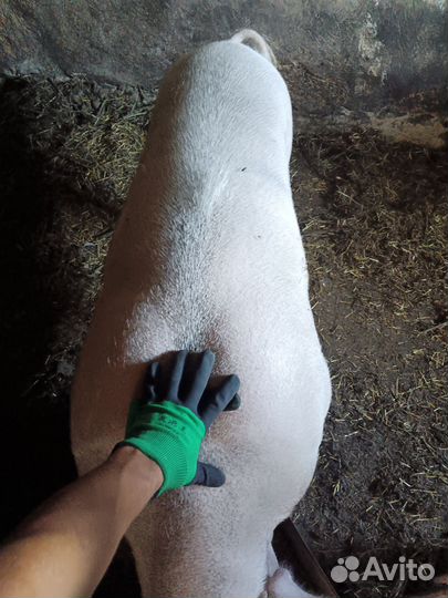 Поросенок гибрид Ф1 (ландрас и крупная белая)