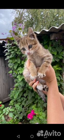 Отдаю котика