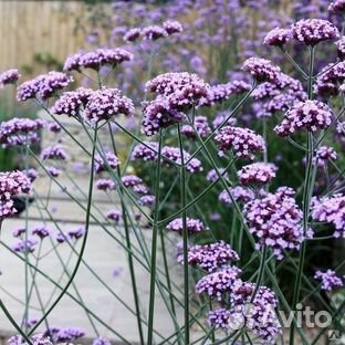 Вербена бонарская семена