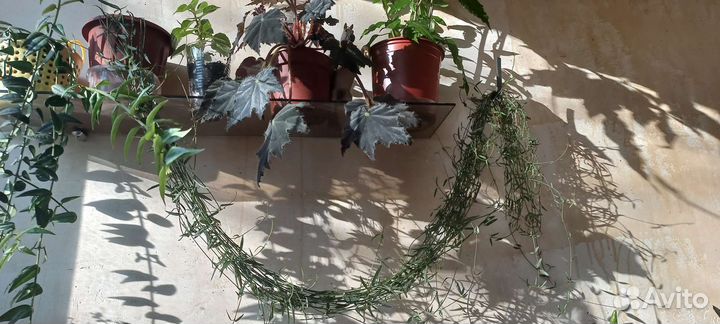 Церопегия линеарис