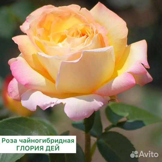 Роза чайногибридная Глория Дей с доставкой