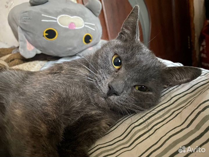 Кошка Эшли ищет дом