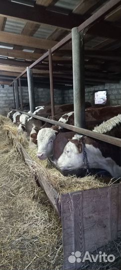 Быки живым весом продать