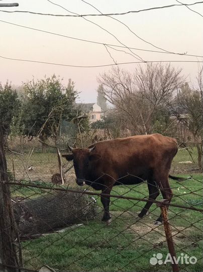 Корова телка