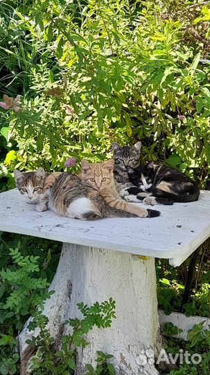 Отдам котят