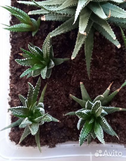 Хавортия суккулент комнатные цветы