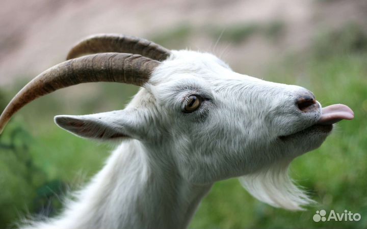 Коза дойная