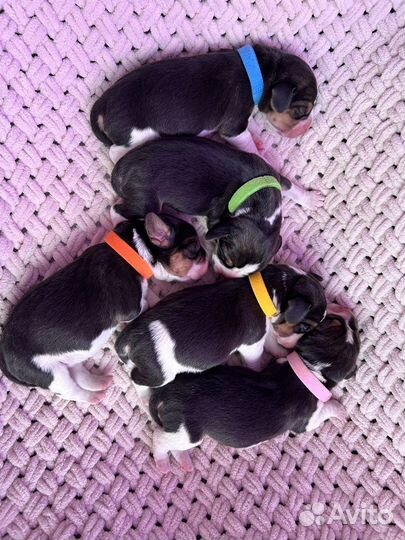 Вязка бигль