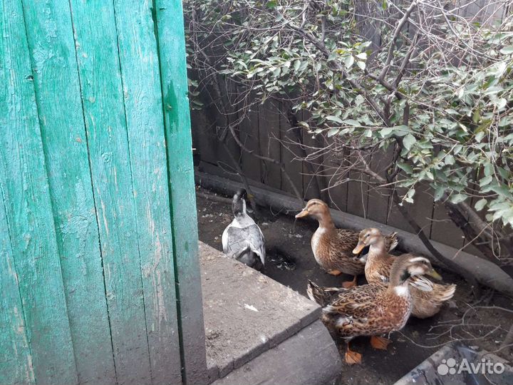 Продаю Домашних уток,.Башкирские.,И кряква