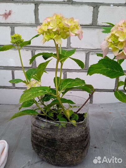 Гортензии, аканит, астильба