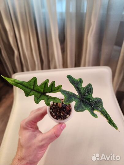 Алоказия Жаклин