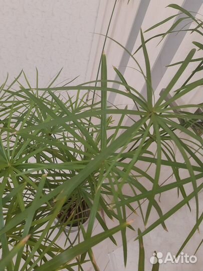 Ципперус (сыть)