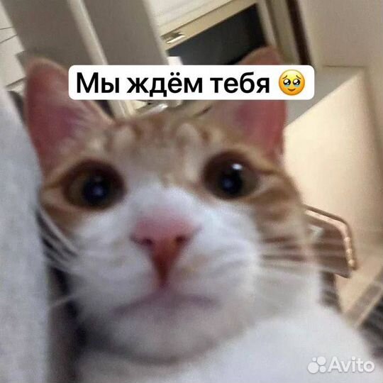 Работа для студентов, разнос листовок