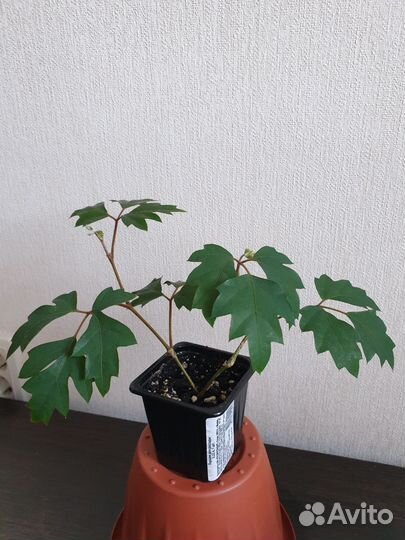 Комнатные цветы Березка/Циссус