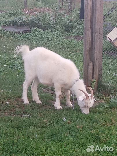 Коза молочная