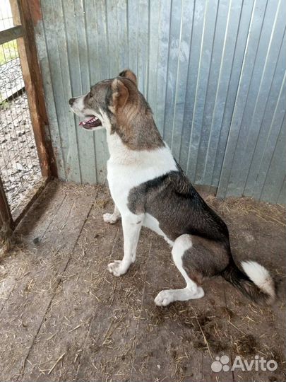 Продажа собак