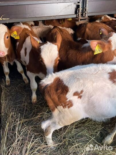 Т Телята бычки на откорм и племя