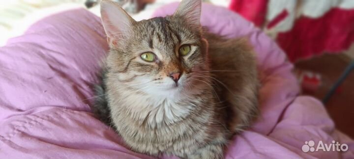 Котенок девочка Стеша 7 мес