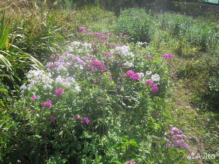 Цветы флоксы