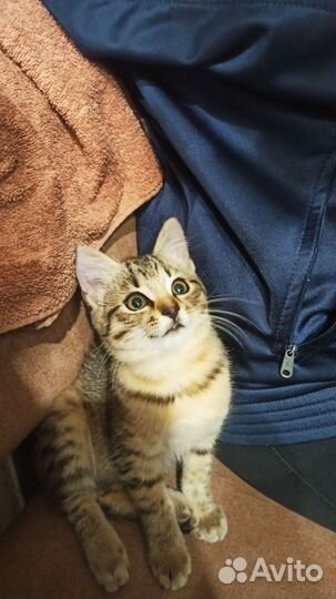 Котенок в дар