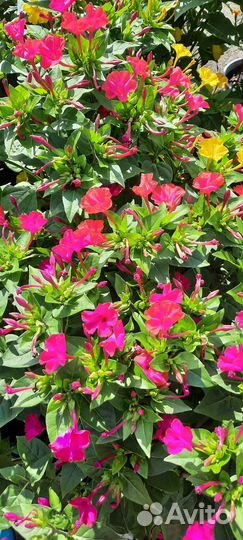 Мирабилис семена