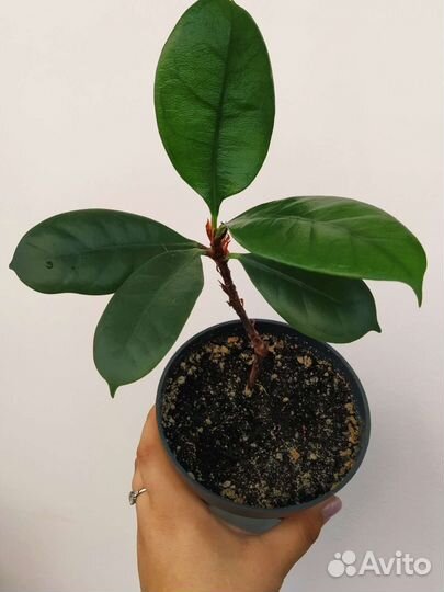 Фикус циатистипула