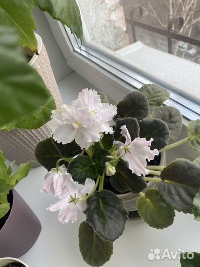 Фиалка на заказ стартеры