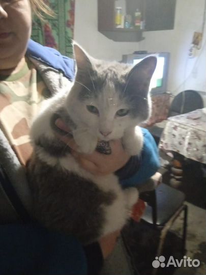 Отдам в хорошие и добрые руки