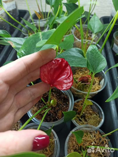 Детки Антуриума