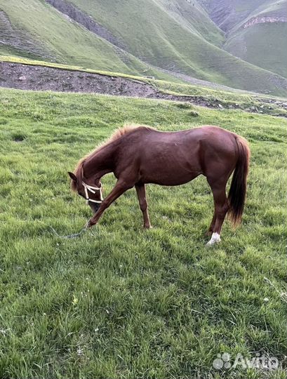 Лошадь жеребец