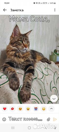 Кошки мейн-кун
