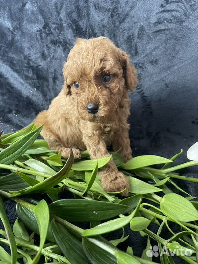 Щенки той пуделя