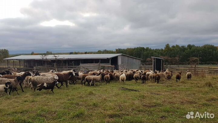 Овцы бараны оптом