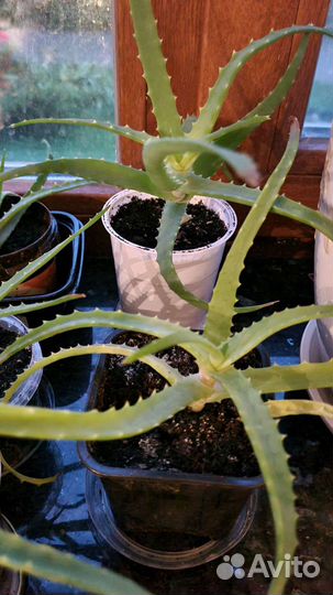 Алоэ лечебный